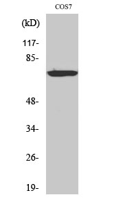 LIMK/2 Polyclonal Antibody