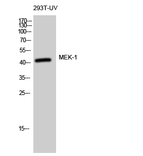 MEK Polyclonal Antibody