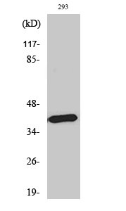 MELB-R Polyclonal Antibody