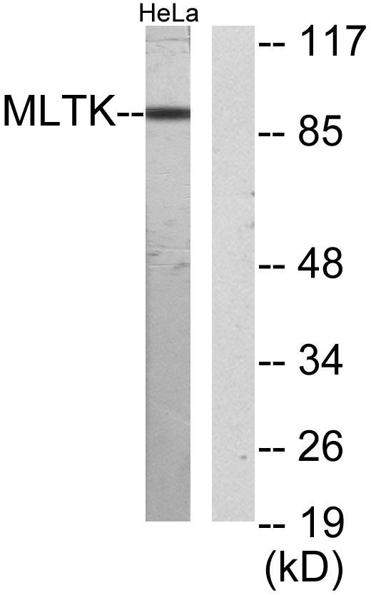 MLTK Polyclonal Antibody