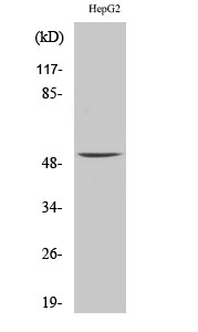 MMP Polyclonal Antibody