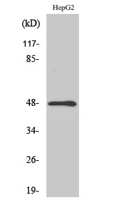 MMP3 Polyclonal Antibody