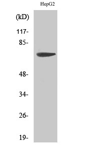MMP6 Polyclonal Antibody