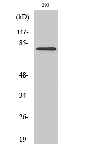 MZF Polyclonal Antibody