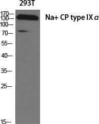 Na+ CP type IXα Polyclonal Antibody