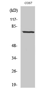 Netrin Polyclonal Antibody