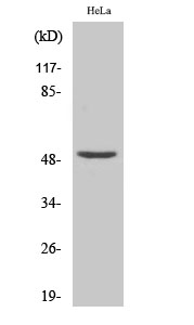 NF-YC Polyclonal Antibody