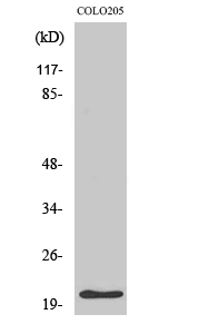 p21 Polyclonal Antibody