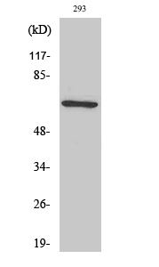 PAF65α Polyclonal Antibody