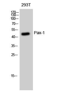 Pax Polyclonal Antibody