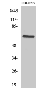 PDK1 Polyclonal Antibody