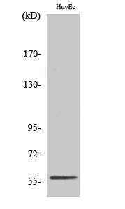 PPAR-γ Polyclonal Antibody