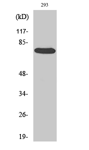 Raf Polyclonal Antibody