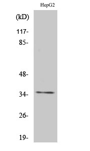 Rag A/B Polyclonal Antibody
