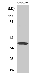 Ref Polyclonal Antibody