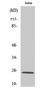 Rit1 Polyclonal Antibody