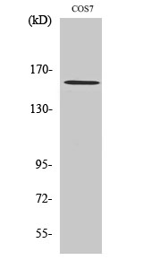 Rock Polyclonal Antibody