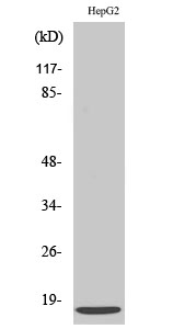 SDF Polyclonal Antibody