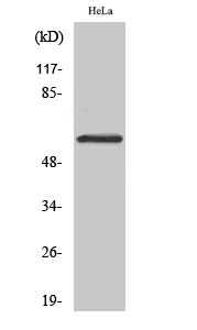 Smad1/5/9 Polyclonal Antibody