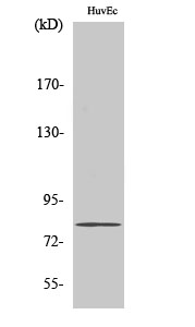 SMIT Polyclonal Antibody