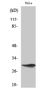 Spindlin Polyclonal Antibody