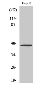 SRA Polyclonal Antibody