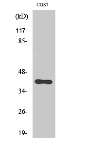 SRF Polyclonal Antibody