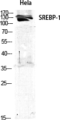 SREBP Polyclonal Antibody