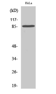 Stat3 Polyclonal Antibody