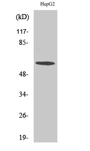 TCP ζ Polyclonal Antibody
