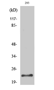 Trypsin Polyclonal Antibody