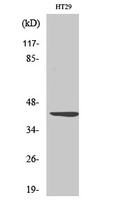 Wnt Polyclonal Antibody