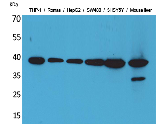 IL0 Polyclonal Antibody
