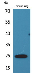 ET Polyclonal Antibody