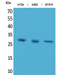 BRMS Polyclonal Antibody