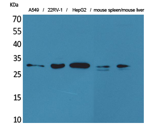 TALL Polyclonal Antibody