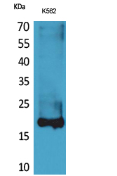 Lipocalin Polyclonal Antibody