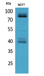 ILRI Polyclonal Antibody