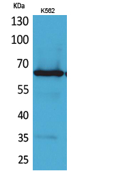 Frizzled0 Polyclonal Antibody
