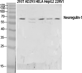 Neuregulin Polyclonal Antibody