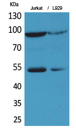 EPAS Polyclonal Antibody