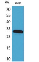 Bag Polyclonal Antibody