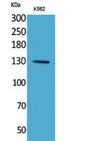 Apaf Polyclonal Antibody