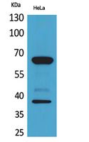 DNAM Polyclonal Antibody