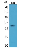 ApoA-I Polyclonal Antibody