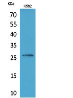 FGF6 Polyclonal Antibody