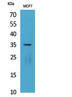 IL2A p35 Polyclonal Antibody