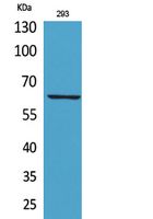 IL8R Polyclonal Antibody