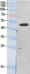 EF α1/2 Polyclonal Antibody