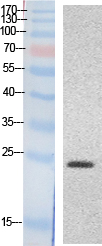 HMG Polyclonal Antibody